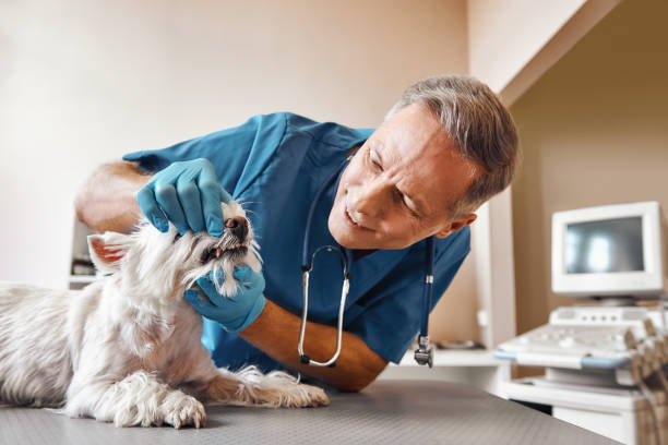 Best Chipped Tooth Repair Near Me  in South Hill, WA